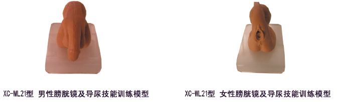 膀胱镜及导尿技能训练模型