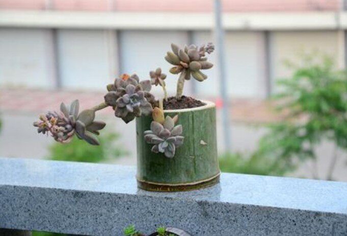 Bamboo flowerpot, fleshy pot, green plant pot, flower pot