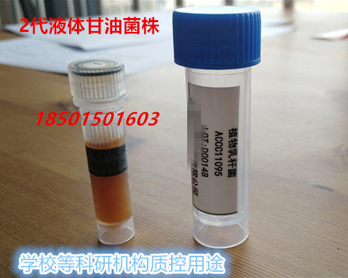 【甘油】植物乳杆菌ACCC11095 标准质控菌株，2代甘油，教学实验