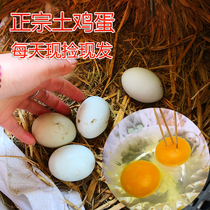 Farm soil eggs 50 fruit trees under free-range grain feeding fresh natural red and green shell mixed