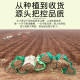 Fresh and authentic iron bar yam 5 Jin [Jin is equal to 0.5 kg] Henan Jiaozuo Wen County Huaishan iron bar Huai Shanyue vegetable mountain yam specialty