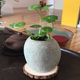 Stone flower pot original natural pebble pot large creative bonsai decorative succulent hydroponics extra large