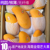 Spot Hainan Jinhuang mango fresh Sanya golden mango fresh special fruit ultra sweet