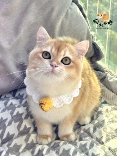 Трикотажный чокер, бесшумный милый колокольчик, шарф ручной работы, кот, домашний питомец, делается под заказ, DIY