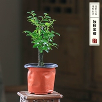 Розовое дерево