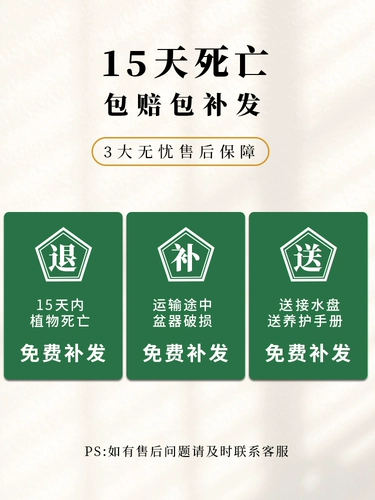 Мини -июньский снеговик на рабочем столе маленький горшечный подоконник цветок прикрепленного каменного бонсайка скала, зеленый завод, мини -мини -мини -миниму