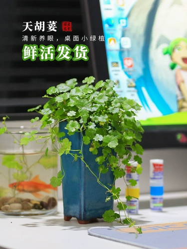 Tianhu 天 горшечная вода и земельный ландшафтный ландшафтный ландшафтный дизайн