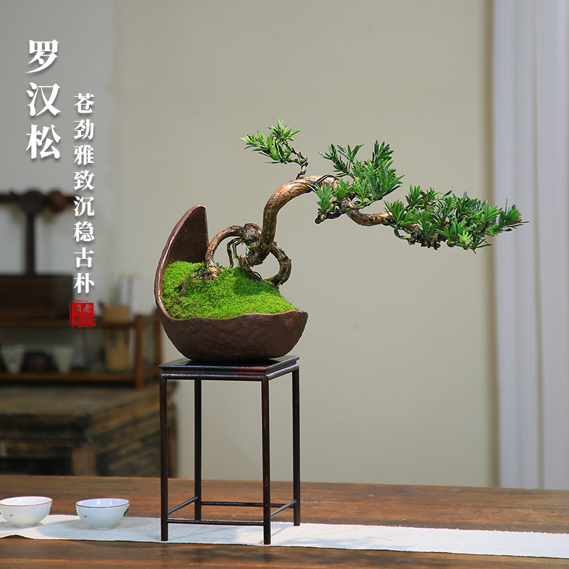 罗汉松盆景造型真树室内绿植创意礼品玄关庭院迎客松茶室禅意盆栽-淘宝网