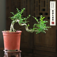 Клифф Джиули Сян рекомендуется поддержать