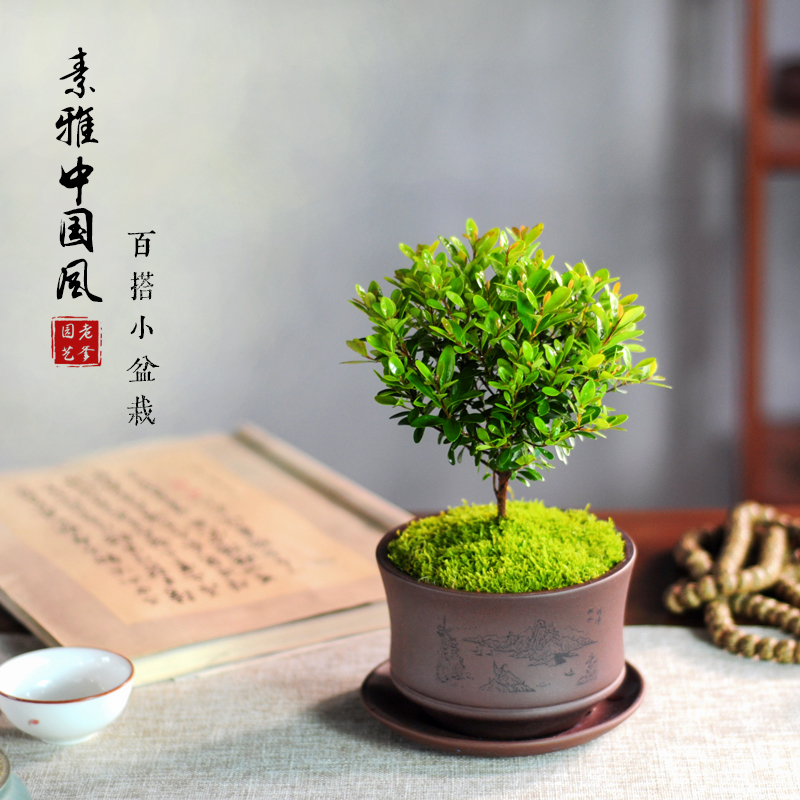 Small-leaf red black Brown potted plant indoor living room office balcony Desktop Mini Bonsai three-leaf red sprouts