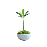 Остров остров Luo Han Song Thumb Bonsai Mini Office Mini Mini Pot Proptom Desktop Небольшой подстанция, посещающая листовые растения