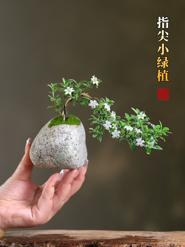 Мини -июньский снеговик на рабочем столе маленький горшечный подоконник цветок прикрепленного каменного бонсайка скала, зеленый завод, мини -мини -мини -миниму