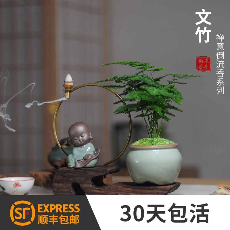 Wenzhu potted backflow fragrance Zen indoor flower green plant small desktop office Chinese style tea table bonsai