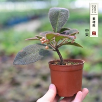 Молочный белый лунный язык красный