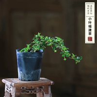 Можно рекомендовать xiaoye fujian чай