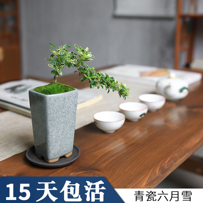 Mini June Snow Office Inner Table Small Potted Window Terrace Flower Attaching Stone Bonsai Styling Cliff Green Plant Miniature