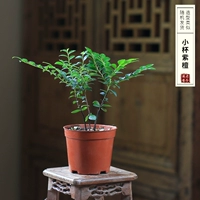 Собственное благосостояние маленькое чашка розовое дерево (маленькие саженцы)