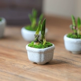 Настольный мини -горшечный палец в горшке, растительный палец, микро бонсай белый шип цветочной лампы орхидея корень, цветочный офис, зеленое растение