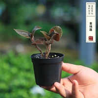 Золотая нить