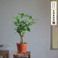 Пять деревьев Discerna рекомендуются поднять