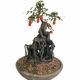 Shrub small leaf golden marbles one thing one shot shape bending root art Chinese red practice small potted cliff mature pile bonsai