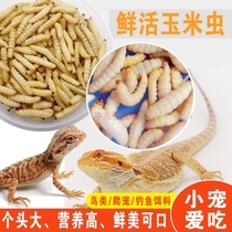 High-protein nutritious dried corn worms gecko sugar gliders grain hamster grain bird grain fish grain small pets delicious dried worms