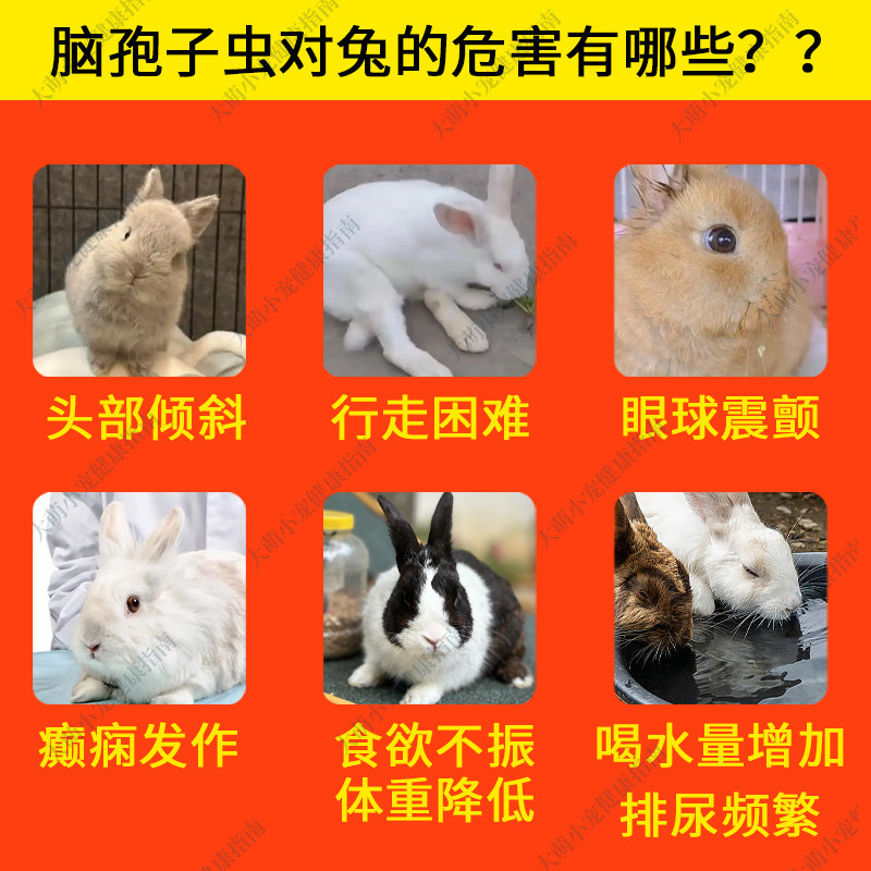 兔脑孢子虫检测卡 宠物健康筛查必备🌟💖-特色医疗用品-淘宝好物网