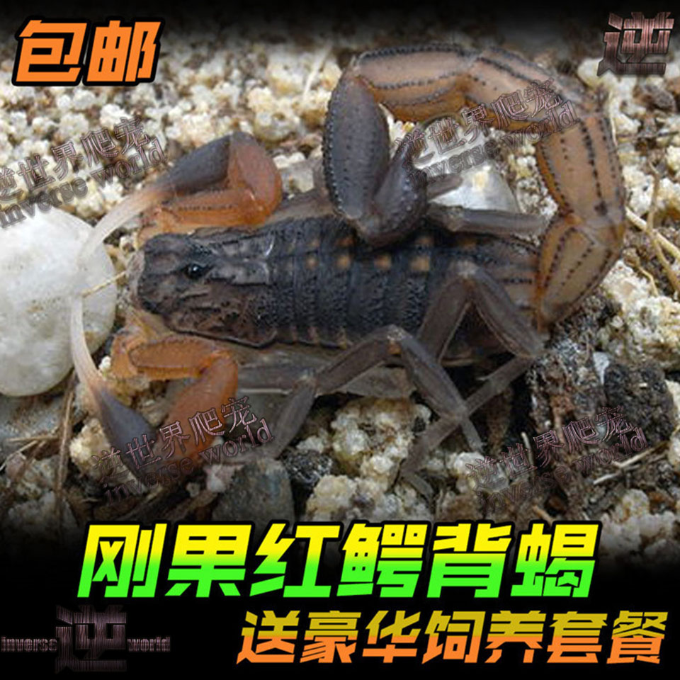 Congolese Red Avocado Back Scorpion 2L Unisex Breeding Pet Scorpion Living Scorpion Black Rough Tail Scorpion Bag Live Delivery New Hand Package