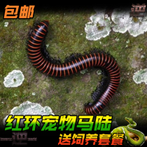 Red Ring Horse Land Pet Living Insect Golden Ring Horse Climbing Miliudo African Giant Ma Lu Bao live