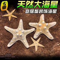 Hermit crab big starfish decoration landscape shell gray white conch shell beautiful conch scallop decoration