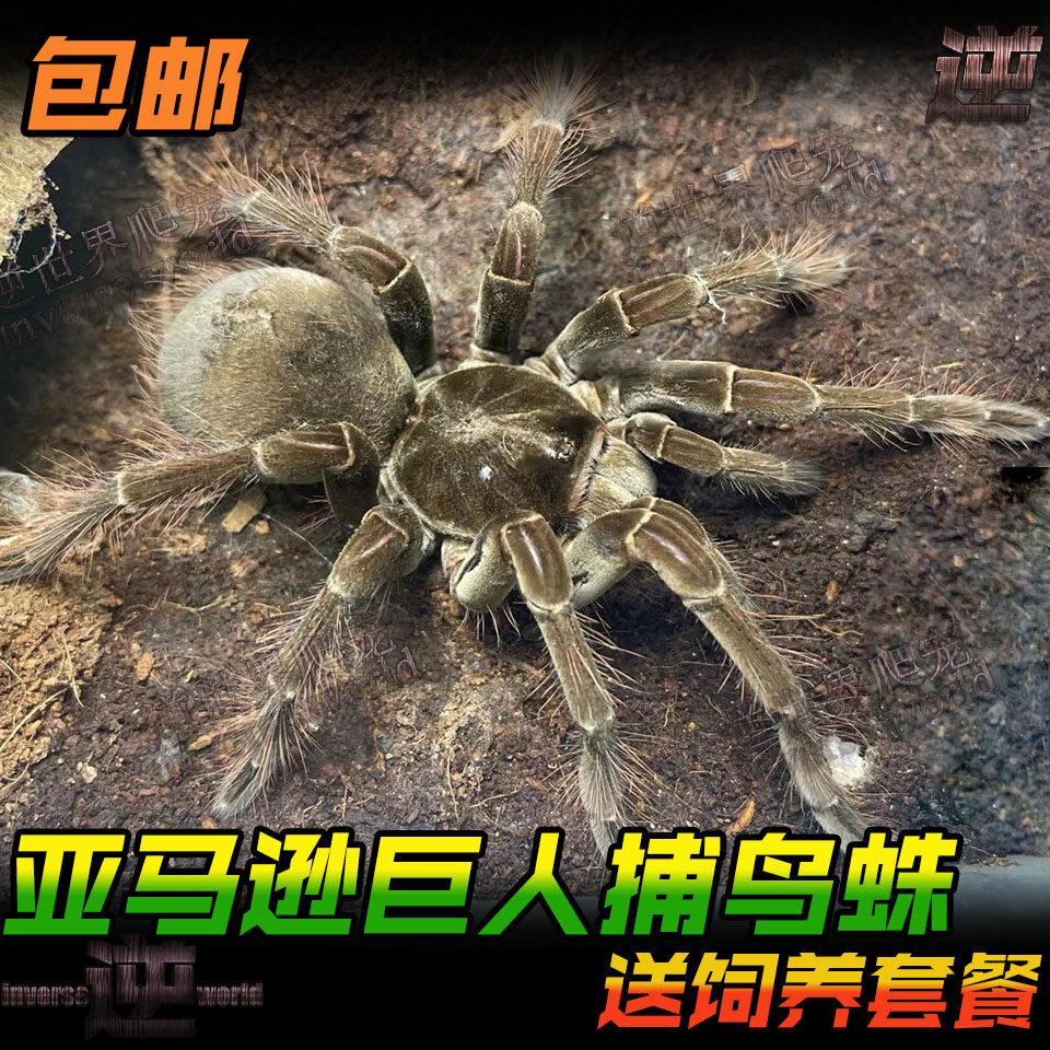 蜘蛛　馬 蜘蛛控看过来！亚马逊巨无霸食鸟蛛，你准备好了吗？🔥-蜘蛛-淘宝好物网