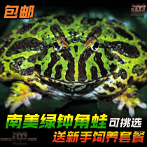 Pure Green single male and female frog brother Bell horn frog green bell South American pet live horned frog 4cm frog bag live