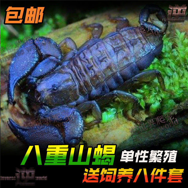 Yaeyama Scorpion Adult 1-3 cm unisexual breeding scorpions can give birth to eight sets without mating