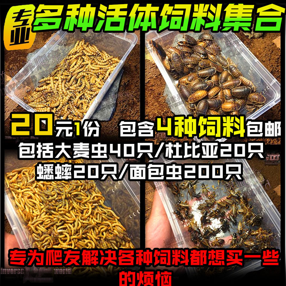 Live Feed Barley Worm Bread Worm Cockroach Crickets Dubia A Pet Lizard Frog Feed