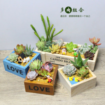 Multi-meat plant combination potted with pot soil super cute meat plant small bonsai micro landscape