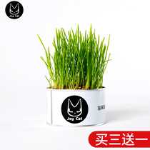 JoyCat Cat Grass Canned Hydroponic Seeds Cat Snacks Soil-free Organic Wheat Cat grass Catnip seeds