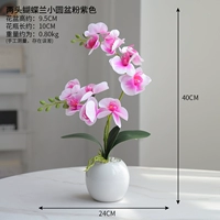 Phalaenopsis Purple Set