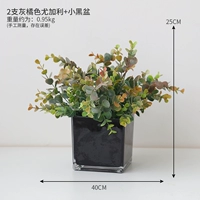 2 домашних горшечных растения в эвкалиптовых, серых и оранжевых квадратных цилиндрах