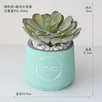 Зеленая модель+посадка гибискуса волос