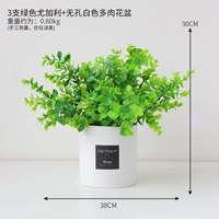 3 крупнолистных белых непористых домашних горшечных растения