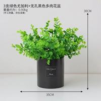 3 крупнолистных черных непористых домашних горшечных растения