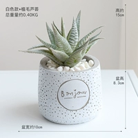 Белая экономия+алоэ натчала