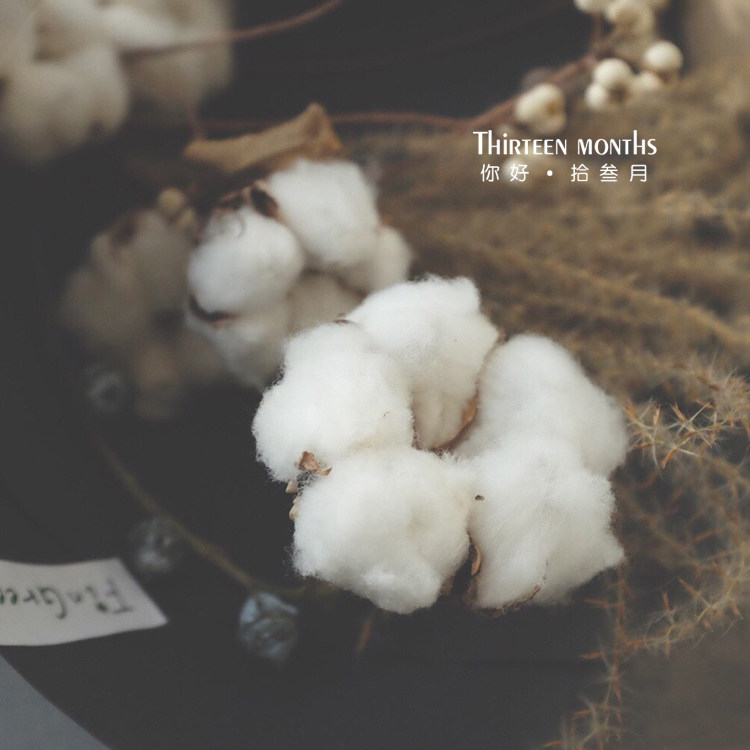 Cotton Natural Dry Flower Iron Rod Cotton DIY Flower Materials Floral Wedding Photo Props Home Decoration