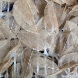 Золотая листья вена Листь