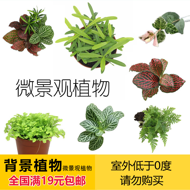 Plant Microscape Moss Bottle Composition Diy Materials Office Desktop Floral Fortune Tree Potted Green Plant Hot Sell