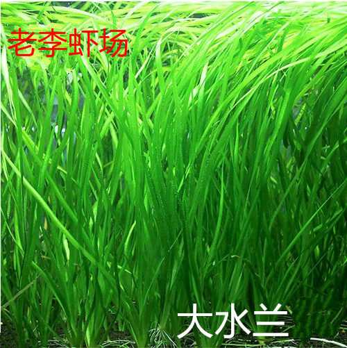 Big water orchid background grass true water grass low temperature cold water grass