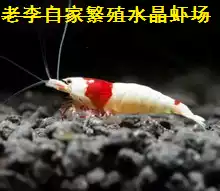 Crystal shrimp crystal shrimp living red crystal shrimp pure blood crystal shrimp practice crystal shrimp shrimp ornamental shrimp