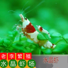Red and white crystal shrimp Pure blood crystal shrimp Shrimp Ornamental shrimp Pet shrimp Algae removal shrimp tool shrimp rice shrimp Live