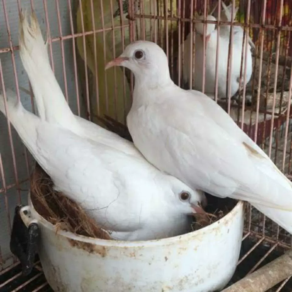 Magic pigeon living small pigeon live body ornamental pigeon performance pigeon square pigeon magician
