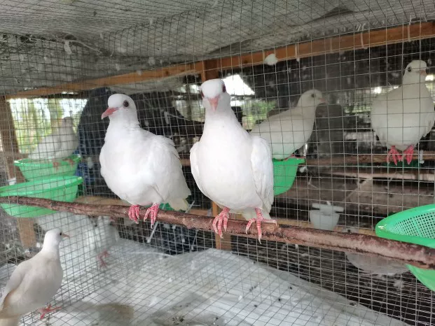 Magic pigeon living small pigeon live body ornamental pigeon performance pigeon square pigeon magician